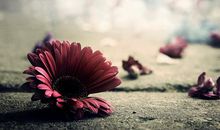 2月11日至2月17日星座运势榜之衰运阵营：双鱼座悲观情绪爆发