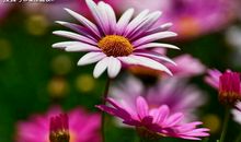 双鱼座身上有哪些优点？