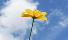 11月一路发财，双喜临门，运开时泰的四生肖