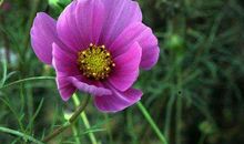 最好面子，也能遇难成祥的生肖，11月底招财进宝，铁定大富特富