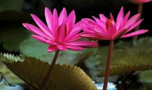 3月中旬，这三个生肖贵人运好，运势飞涨，财源滚滚