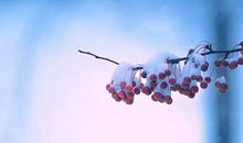 11月成就大业，得财得喜，财运大旺的4大生肖