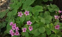 求财顺利，闷声赚钱！从下周开始福气满满，事业运大旺的3大生肖