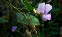 11月22号吉星庇佑，喜鹊叫不停，四属相运势高涨，钱财不断进口袋