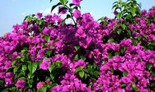 从下周开始运势爆棚，好运加身，喜气盈门，财源滚滚来的3大生肖