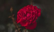 出乎意料！开扒对感情占有欲最强的星座男