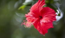 下个月好运关照，4属相大吉大利，福旺业顺，喜事接二连三