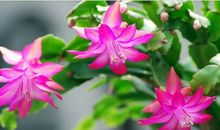 11月钱财大赚，衣食无忧，辉煌腾达的四大生肖