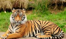 下半年好运来袭，大财不断，富得流油的3大生肖！