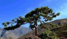 坟地前有树好吗？坟墓种树风水宜与忌