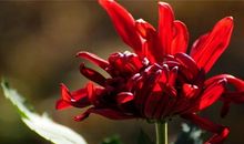 12月喜获丰收的3生肖，事业棒，生意旺，成功走上发财路！