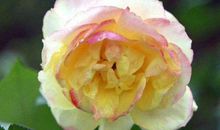 未来3年好运十足，坐拥百万家产的生肖，大走狗屎运，富贵享不完