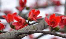 未来一个月内，喜迎横财，红的发紫的3大生肖