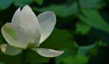 未来两个月福运到，财运喜人，命中带财，事业有所成就的属相