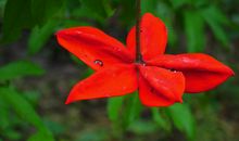 11月开始财富值会猛增，收获颇为丰满，每天都在数钱的四属相