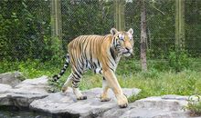 1950年的属什么生肖(图文)