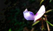 11月底运势稳中求升，财运缠身，横财大奖不断，好事不断的四属相