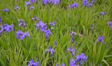 从下个月开始顺风顺水，福运连绵，事业顺利开展，钱财大赚的生肖