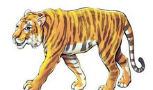 1974年出生的属虎人2020年运势