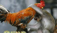男属猴女属鸡相配吗
