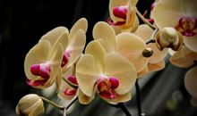 恭喜四生肖有进财的机会，11月14号开始事业一帆风顺，实现美好的未来！