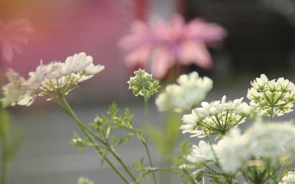 三生肖鼠年财神偏爱，鼠年越来越有钱，花2万赚4万 2