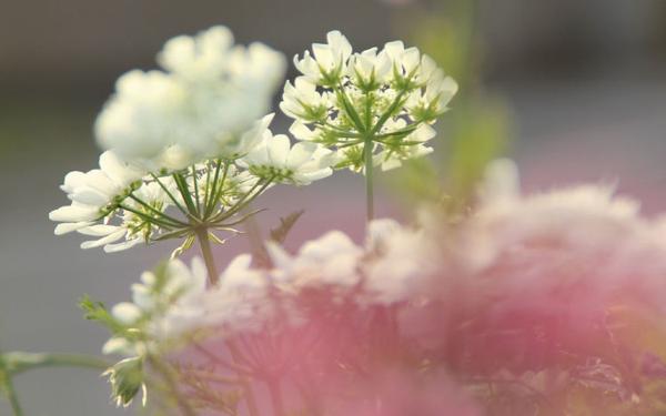 三生肖鼠年财神偏爱，鼠年越来越有钱，花2万赚4万 1