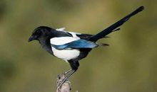 11月事业红火，运势火旺，贵人支持，有望富贵的四大生肖