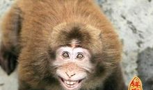 梦见被猴子咬是什么意思