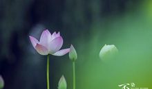 10天内事业旗开得胜，好事成双，赚取万贯家财，福运亨通的生肖