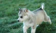 1994年属狗的人2019年运势大全及破解(图文)