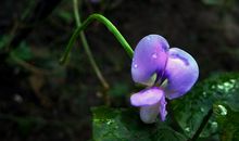 11月25号运势上涨，偏财运不错，八方贵人送财来的四属相