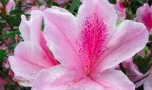 没人敢小看的四个生肖，一个胆大，一个有才，一个能干，一个狡猾