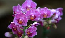 明年气势如虹，好运挡不住，遇贵人行大运，富贵又多金的3大生肖