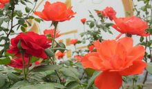 从12月开始时运大旺，贵人提携，事业一顺百顺的3大生肖