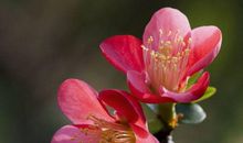 11月财运旺上加旺，走上人生巅峰的生肖，发横财赚大钱，要暴富