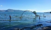 懂得生活，有精巧气质的生肖女