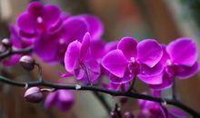 11月福寿延绵，运势中天的4生肖，年底成大富翁