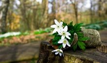 1月底，这3大生肖吉星高照，富贵满屋快来接好运！