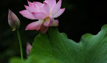 1月11日起，财运如虹，财神关照，不为钱犯愁的四生肖