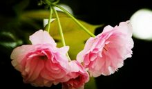 未来十天福气满满，招财纳宝，财神眷顾，财运挡不住的3大生肖