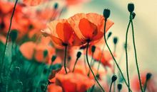 11月10号开始大放异彩，四生肖财运与日俱增，福气财气双丰收!