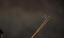 农历四月富贵又多金，大吉大利的生肖