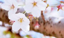 未来三年吉星入库，贵人相助，事业扶摇直上，万事大吉的3大生肖