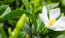 “父母有以下几个星座”，年纪越大越好运，注定大富大贵晚年幸福