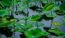 2020上半年，被财神点名，霉运一扫光的几个生肖