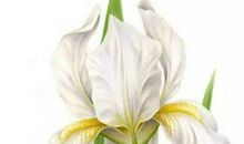 2020年12月出生的鼠宝宝好吗,命中旺父母