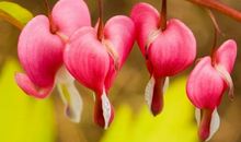 11月风生水起，横财不断，富贵到底的4个生肖