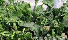 麒麟掌的风水作用和摆放