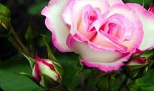 从6月开始，摆脱阴霾，迈过坎坷，生活无忧的三大星座